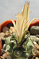Нажмите на изображение для увеличения.

Название:	Turbinicarpus schwarzii 2.jpg
Просмотров:	449
Размер:	55.7 Кб
ID:	380028