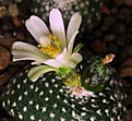 Нажмите на изображение для увеличения.

Название:	Blossfeldia sp.KK - 2012, Bolivia  (Villa Serrano,2200m).jpg
Просмотров:	156
Размер:	295.2 Кб
ID:	380034