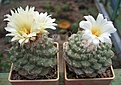 Нажмите на изображение для увеличения.

Название:	Strombocactus_disciformis_YM_zoo.jpg
Просмотров:	347
Размер:	82.7 Кб
ID:	380036
