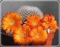 Нажмите на изображение для увеличения.

Название:	Aylostera muscula 20060611_1.jpg
Просмотров:	124
Размер:	68.5 Кб
ID:	380044