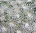 Нажмите на изображение для увеличения.

Название:	Mammillaria plumosa 20060614_3.jpg
Просмотров:	397
Размер:	93.2 Кб
ID:	380055