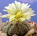 Нажмите на изображение для увеличения.

Название:	Astrophytum asterias Texas HK1033.jpg
Просмотров:	373
Размер:	115.8 Кб
ID:	380079