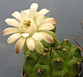 Нажмите на изображение для увеличения.

Название:	Gymnocalycium anisitsii.jpg
Просмотров:	415
Размер:	76.0 Кб
ID:	380081