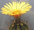 Нажмите на изображение для увеличения.

Название:	Astrophytum senile.jpg
Просмотров:	415
Размер:	95.3 Кб
ID:	380082