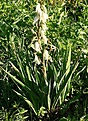 Нажмите на изображение для увеличения.

Название:	Yucca_IMG_5412.jpg
Просмотров:	328
Размер:	116.9 Кб
ID:	380091