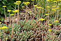 Нажмите на изображение для увеличения.

Название:	Sedum_reflecsum_IMG_4706.jpg
Просмотров:	229
Размер:	117.0 Кб
ID:	380093