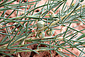 Нажмите на изображение для увеличения.

Название:	Asparagus_inderienseIMG_4427.jpg
Просмотров:	228
Размер:	81.7 Кб
ID:	380113