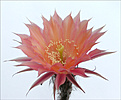 Нажмите на изображение для увеличения.

Название:	Echinopsis_352_Palpa24.jpg
Просмотров:	137
Размер:	105.6 Кб
ID:	380122