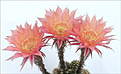 Нажмите на изображение для увеличения.

Название:	Echinopsis_352_Palpa26.jpg
Просмотров:	149
Размер:	97.2 Кб
ID:	380123