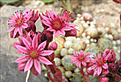 Нажмите на изображение для увеличения.

Название:	Sempervivum2.jpg
Просмотров:	398
Размер:	53.9 Кб
ID:	380127