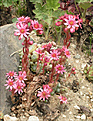Нажмите на изображение для увеличения.

Название:	Sempervivum_arachnoideum.jpg
Просмотров:	406
Размер:	87.1 Кб
ID:	380128
