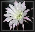 Нажмите на изображение для увеличения.

Название:	Echinopsis_20050702.jpg
Просмотров:	141
Размер:	61.8 Кб
ID:	380132