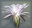 Нажмите на изображение для увеличения.

Название:	Echinopsis_20050702_1.jpg
Просмотров:	154
Размер:	55.6 Кб
ID:	380133
