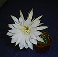 Нажмите на изображение для увеличения.

Название:	2006_04_29_021s.jpg
Просмотров:	127
Размер:	113.0 Кб
ID:	380140