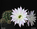 Нажмите на изображение для увеличения.

Название:	Echinopsis_20050702_4.jpg
Просмотров:	139
Размер:	38.5 Кб
ID:	380150