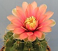 Нажмите на изображение для увеличения.

Название:	Gymnocalycium baldianum.jpg
Просмотров:	382
Размер:	89.6 Кб
ID:	380152