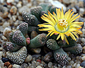 Нажмите на изображение для увеличения.

Название:	Aloinopsis_lode_IMG_5530.jpg
Просмотров:	391
Размер:	128.1 Кб
ID:	380155