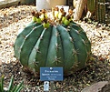 Нажмите на изображение для увеличения.

Название:	Ferocactus_hystrix.jpg
Просмотров:	202
Размер:	148.7 Кб
ID:	380158