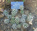 Нажмите на изображение для увеличения.

Название:	Opuntia_clavata.jpg
Просмотров:	181
Размер:	119.1 Кб
ID:	380159