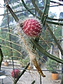 Нажмите на изображение для увеличения.

Название:	Selenicereus_grandiflora.jpg
Просмотров:	181
Размер:	146.8 Кб
ID:	380160