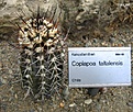 Нажмите на изображение для увеличения.

Название:	Copiapoa_taltalensis.jpg
Просмотров:	200
Размер:	140.8 Кб
ID:	380174
