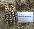 Нажмите на изображение для увеличения.

Название:	Copiapoa_taltalensis.jpg
Просмотров:	168
Размер:	140.8 Кб
ID:	380174