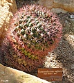 Нажмите на изображение для увеличения.

Название:	Gymnocalycium_saglione.jpg
Просмотров:	180
Размер:	143.0 Кб
ID:	380177