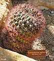 Нажмите на изображение для увеличения.

Название:	Gymnocalycium_saglione.jpg
Просмотров:	162
Размер:	143.0 Кб
ID:	380177