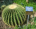 Нажмите на изображение для увеличения.

Название:	Echinocactus_grusonii.jpg
Просмотров:	209
Размер:	130.9 Кб
ID:	380182