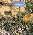 Нажмите на изображение для увеличения.

Название:	Echinocereus_triglochidiatus.jpg
Просмотров:	172
Размер:	147.9 Кб
ID:	380183