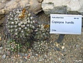 Нажмите на изображение для увеличения.

Название:	Copiapoa_humilis.jpg
Просмотров:	201
Размер:	142.3 Кб
ID:	380184