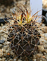 Нажмите на изображение для увеличения.

Название:	Pyrrhocactus_horridus_IMG_5580.jpg
Просмотров:	157
Размер:	96.1 Кб
ID:	380187