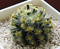 Нажмите на изображение для увеличения.

Название:	Mammillaria_schiedeana.jpg
Просмотров:	424
Размер:	58.4 Кб
ID:	380197