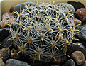 Нажмите на изображение для увеличения.

Название:	Mammillaria_tezontle.jpg
Просмотров:	413
Размер:	70.4 Кб
ID:	380198