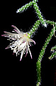 Нажмите на изображение для увеличения.

Название:	Erithrorhipsalis_pilocarpa03060020.jpg
Просмотров:	448
Размер:	34.5 Кб
ID:	380207