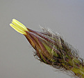 Нажмите на изображение для увеличения.

Название:	Echinopsis20060719_2.jpg
Просмотров:	620
Размер:	41.4 Кб
ID:	380211