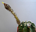 Нажмите на изображение для увеличения.

Название:	Echinopsis20060719_3.jpg
Просмотров:	608
Размер:	35.5 Кб
ID:	380212