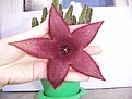Нажмите на изображение для увеличения.

Название:	Stapelia.jpg
Просмотров:	318
Размер:	63.5 Кб
ID:	380213