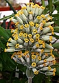Нажмите на изображение для увеличения.

Название:	Kalanchoe_thyrsiflora_IMG_6929.jpg
Просмотров:	419
Размер:	84.9 Кб
ID:	380217