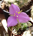 Нажмите на изображение для увеличения.

Название:	Tradescantia navicularisDSC04431.jpg
Просмотров:	315
Размер:	23.7 Кб
ID:	380239