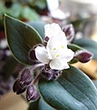 Нажмите на изображение для увеличения.

Название:	Tradescantia blossfeldianaDSC05350.jpg
Просмотров:	289
Размер:	24.9 Кб
ID:	380240