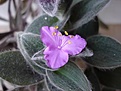 Нажмите на изображение для увеличения.

Название:	Tradescantia_ sillamontana_DSC02081.JPG
Просмотров:	308
Размер:	36.6 Кб
ID:	380241