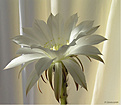Нажмите на изображение для увеличения.

Название:	Echinopsis_subdenudatum20060721_5.jpg
Просмотров:	127
Размер:	41.9 Кб
ID:	380242