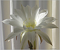 Нажмите на изображение для увеличения.

Название:	Echinopsis_subdenudatum20060721_5а.jpg
Просмотров:	123
Размер:	39.9 Кб
ID:	380243