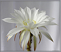 Нажмите на изображение для увеличения.

Название:	Echinopsis_subdenudatum20060721_5в.jpg
Просмотров:	117
Размер:	43.5 Кб
ID:	380244