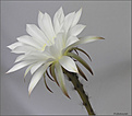 Нажмите на изображение для увеличения.

Название:	Echinopsis_subdenudatum20060721_9.jpg
Просмотров:	123
Размер:	28.4 Кб
ID:	380245