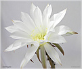 Нажмите на изображение для увеличения.

Название:	Echinopsis_subdenudatum20060721.jpg
Просмотров:	122
Размер:	36.0 Кб
ID:	380246