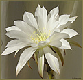 Нажмите на изображение для увеличения.

Название:	Echinopsis_subdenudatum20060721_7.jpg
Просмотров:	107
Размер:	65.7 Кб
ID:	380247