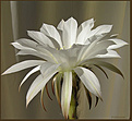 Нажмите на изображение для увеличения.

Название:	Echinopsis_subdenudatum20060721_8.jpg
Просмотров:	127
Размер:	58.6 Кб
ID:	380248