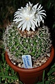 Discocactus aranespinus 01.jpg
